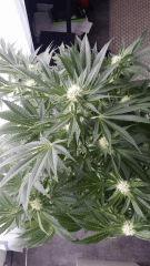 Floraison  31 (9)