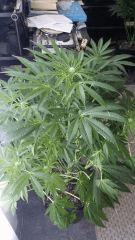 Floraison  27 (15)