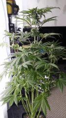 Floraison  48 (2)