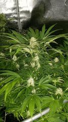 Floraison  44 (14)