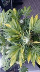 Floraison  61 (10)