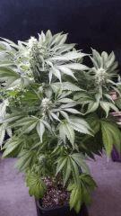 Floraison  51 (11)