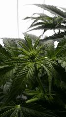 Floraison  17 (3)
