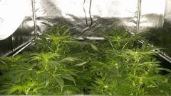 Floraison  26 (5)