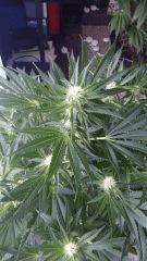 Floraison  29 (9)