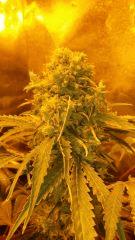 Floraison  60 (7)