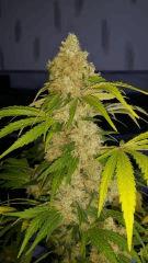 Floraison  63 (19)