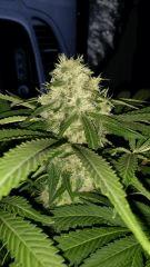 Floraison  55 (9)