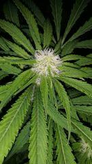 Floraison  32 (19)