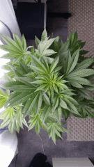 Floraison  18 (7)