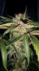 Floraison  54 (4)