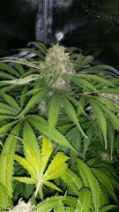 Floraison  62 (6)