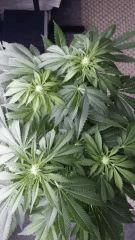 Floraison  31 (16)