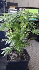 Floraison  20 (12)