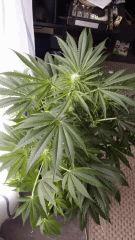 Floraison  28 (11)
