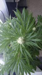 Floraison  37 (14)