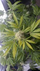 Floraison  56 (8)