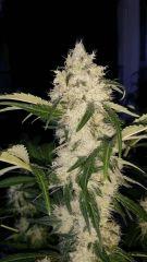 Floraison  52 (16)
