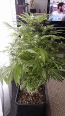 Floraison  38 (4)