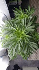 Floraison  18 (5)