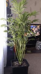 Floraison  24 (2)