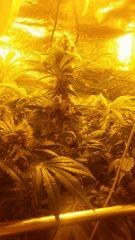 Floraison  50 (6)