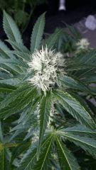 Floraison  37 (11)