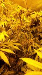Floraison  68 (5)
