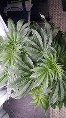 Floraison  22 (11)