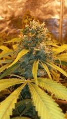 Floraison  68 (8)