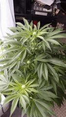 Floraison  28 (3)