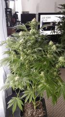 Floraison  45 (12)