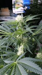 Floraison  28 (9)