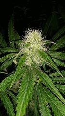 Floraison  33 (8)