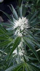 Floraison  35 (16)