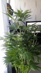 Floraison  36 (2)