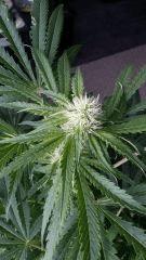 Floraison  31 (5)