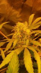 Floraison  59 (12)