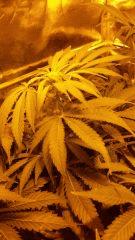 Floraison  26 (9)