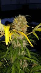 Floraison  58 (13)