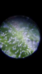Floraison  62 (15)