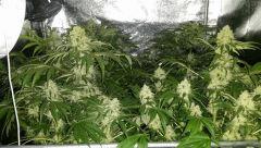 Floraison  53 (7)