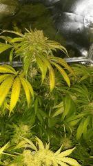 Floraison  65 (4)