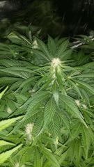 Floraison  41 (3)