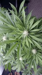 Floraison  39 (5)