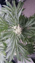 Floraison  45 (17)