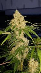 Floraison  58 (17)
