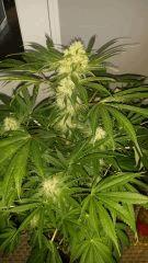 Floraison  42 (5)