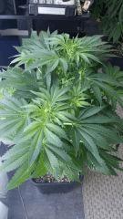 Floraison  27 (19)
