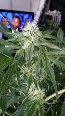 Floraison  32 (21)